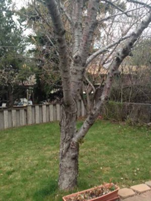 dead-cherry-tree1.jpg